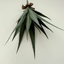 Aloe Pick Kilian grün