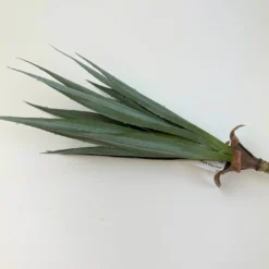 Aloe Pick Kilian grün