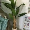 Bananenbaum im Topf