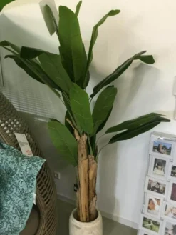 Bananenbaum im Topf
