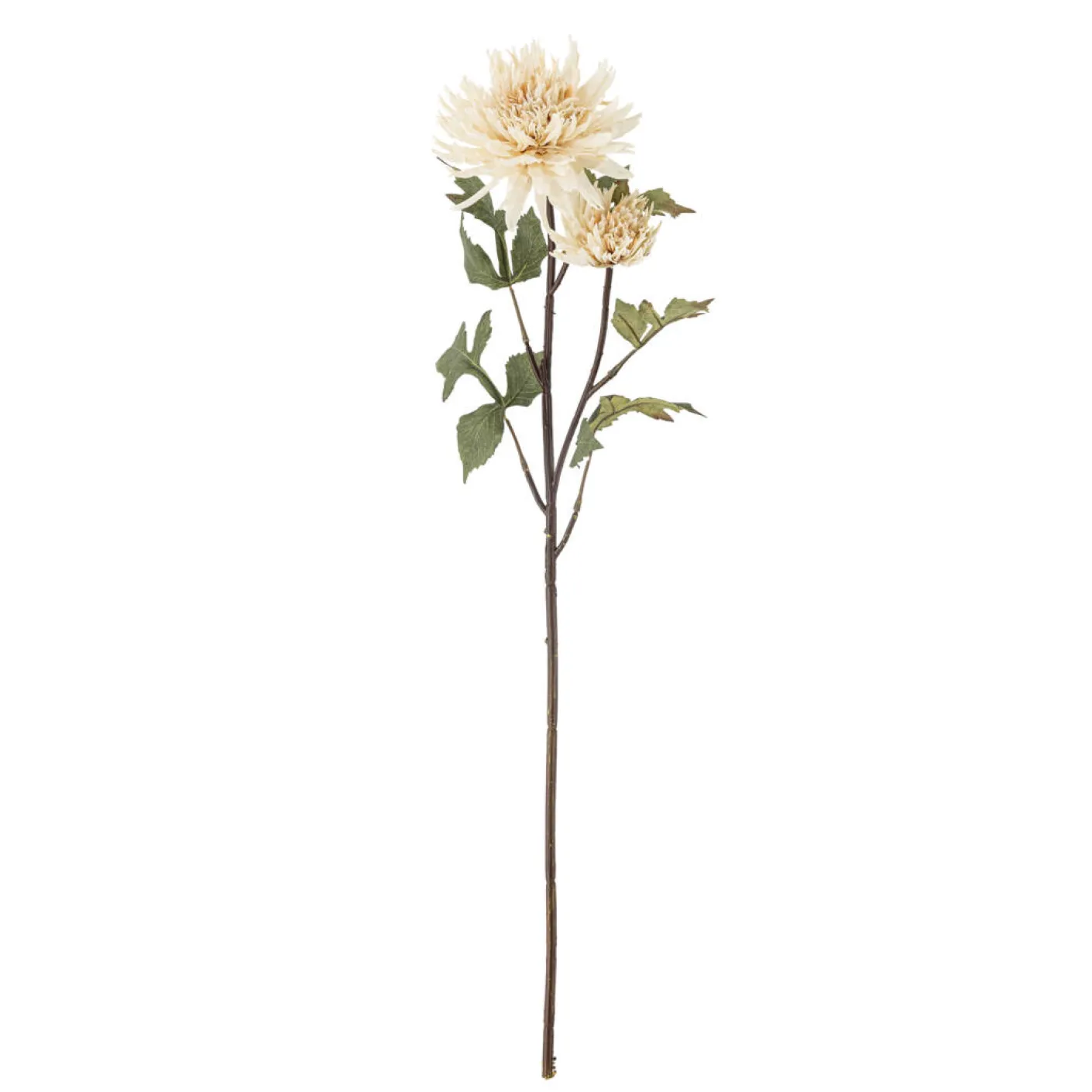 Chrysantemum Stiel cremig weiß