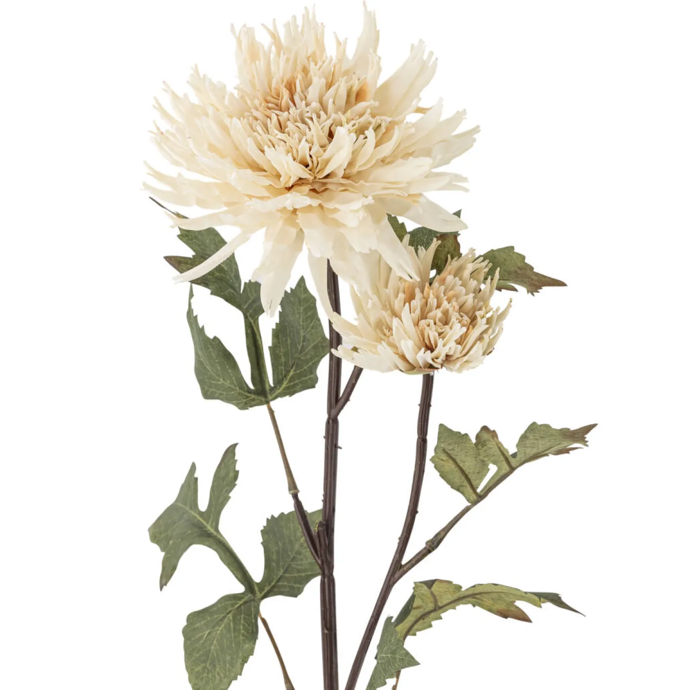 Chrysantemum Stiel cremig weiß