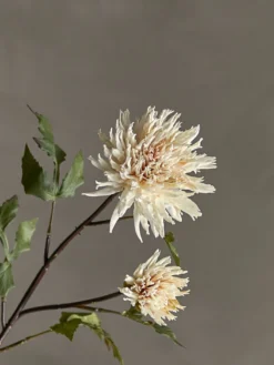 Chrysantemum Stiel cremig weiß