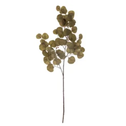 Eucalyptus Stiel braun