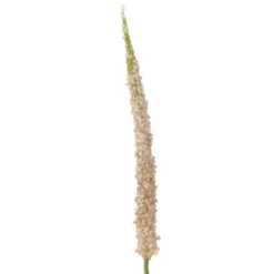 Foxtail Stiel Rosa