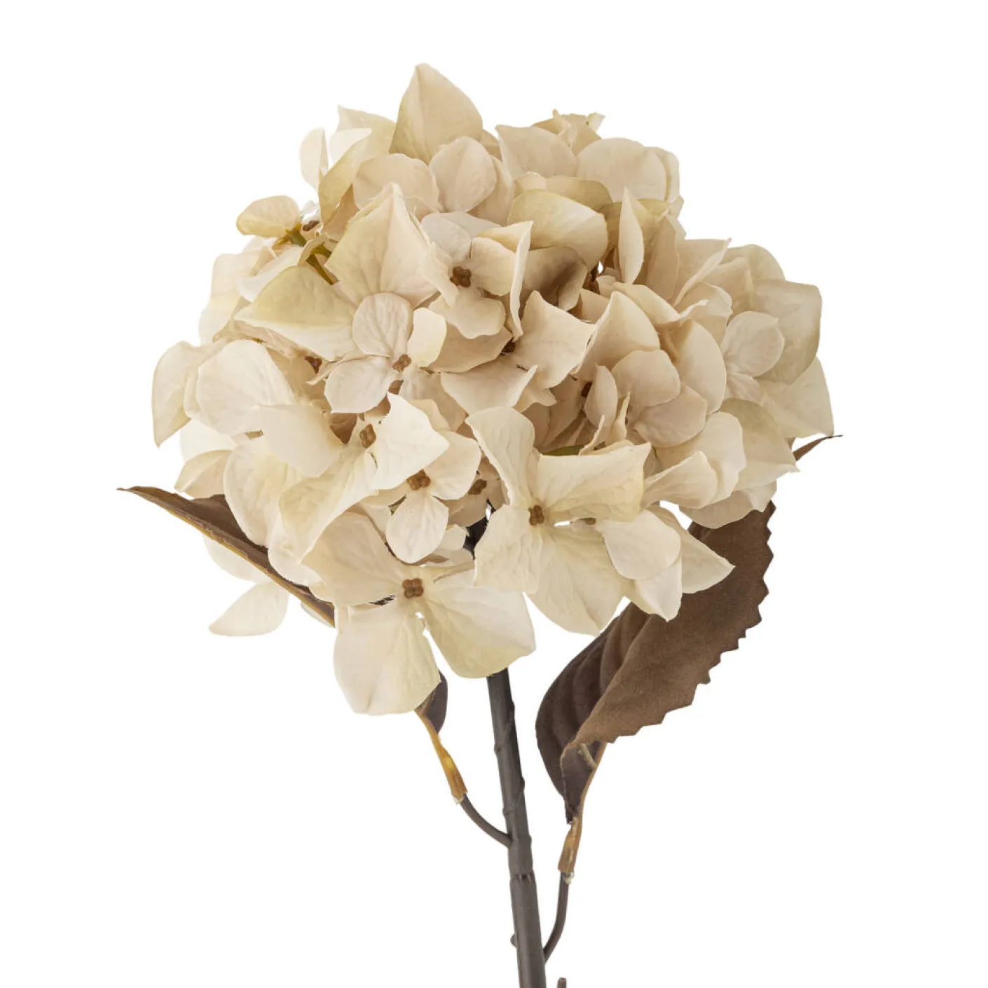 Hydrangea Stiel cremig weiß