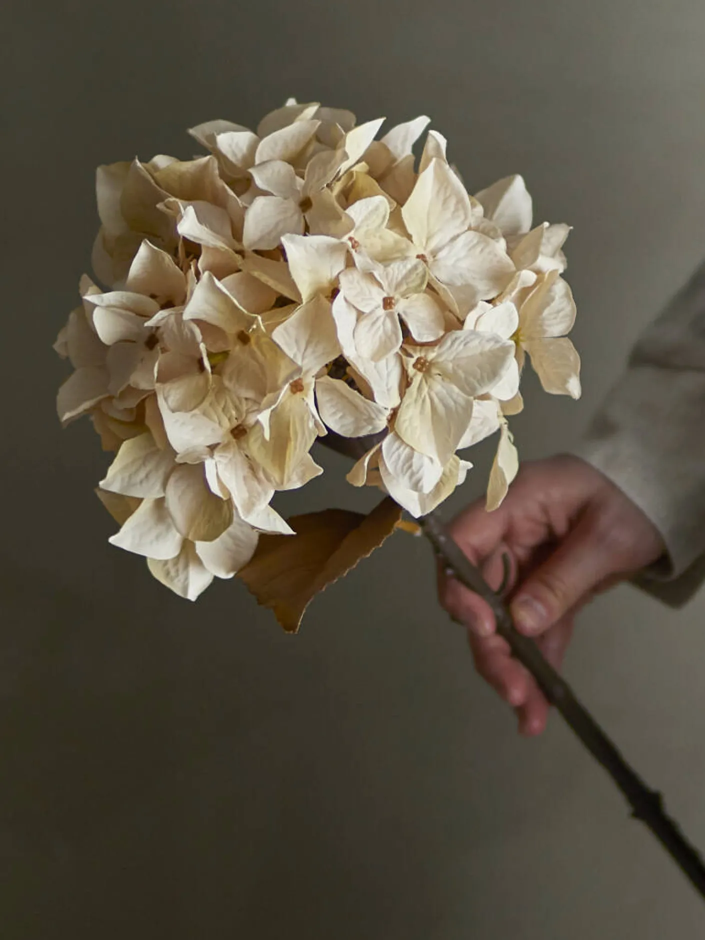 Hydrangea Stiel cremig weiß