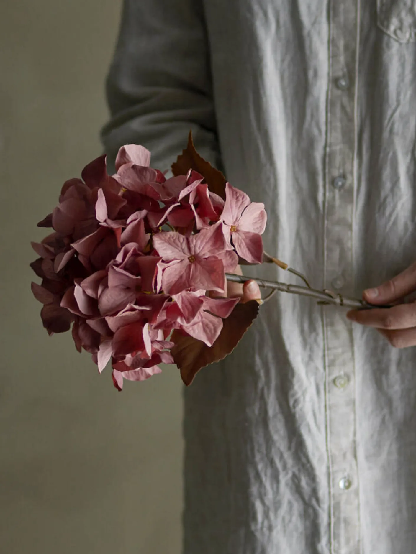 Hydrangea Stiel rose