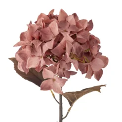 Hydrangea Stiel rose