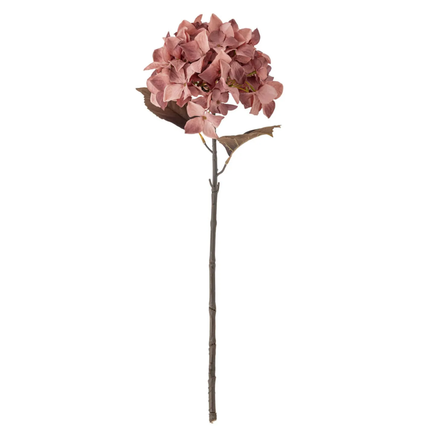 Hydrangea Stiel rose
