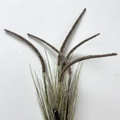 Katzenschwanzbusch Gras Stiel