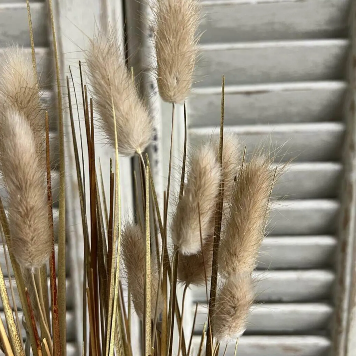 Lagurus Pick natur