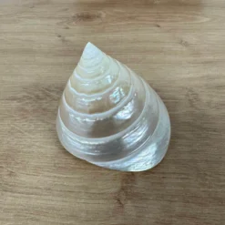 Muschel Salzeticus