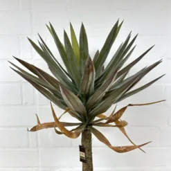 Palme Yukka