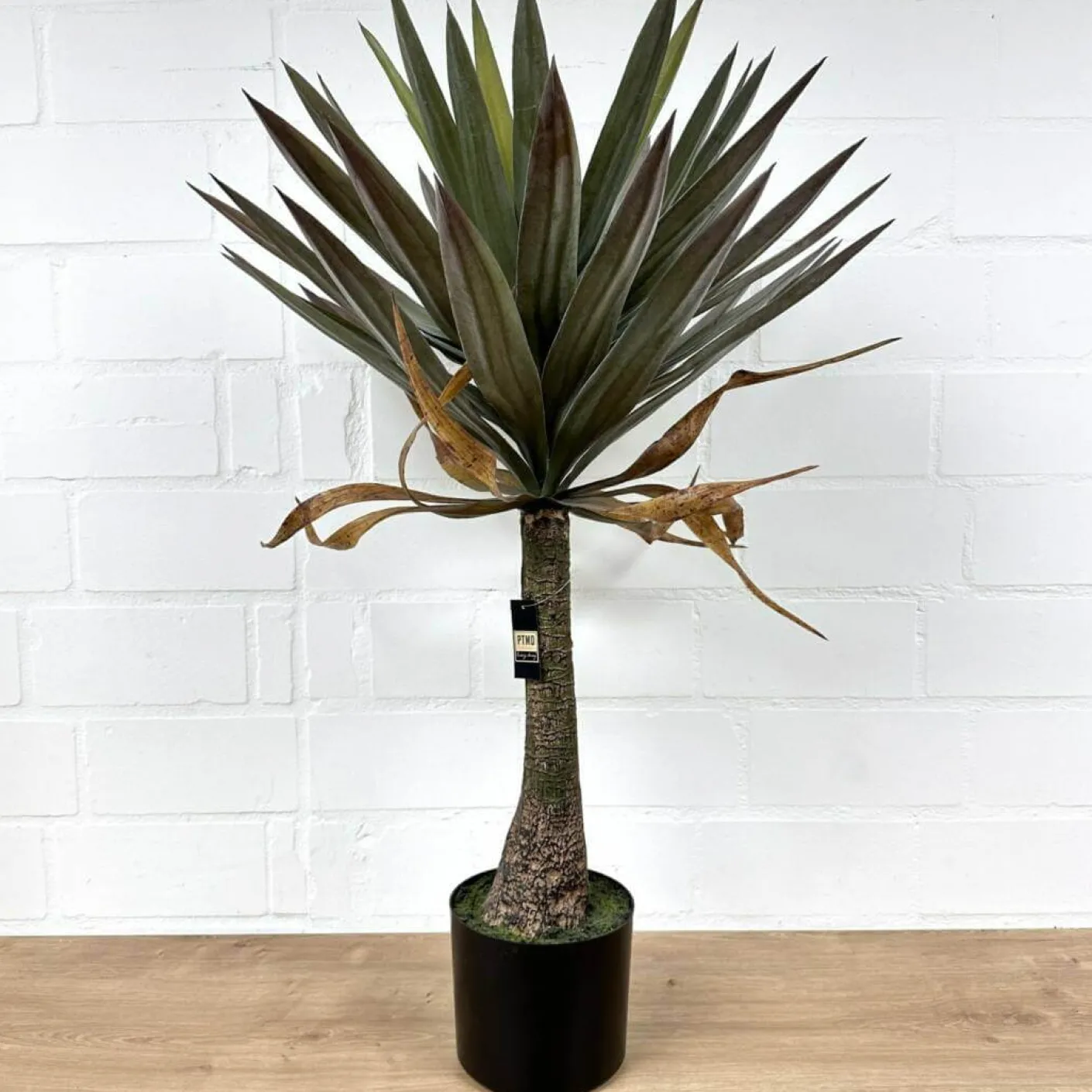 Palme Yukka