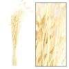 Phalaris natur gebleicht