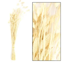 Phalaris natur gebleicht