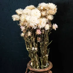 Trockenblumen Helichrysum