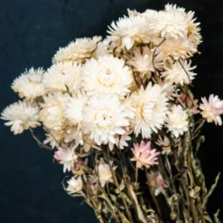 Trockenblumen Helichrysum