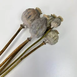 Trockenblumen Mohn natur