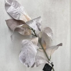 Zweig Magnolienblätter