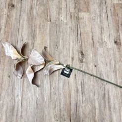 Zweig Magnolienblätter